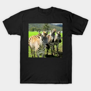 Friendly Zebras T-Shirt